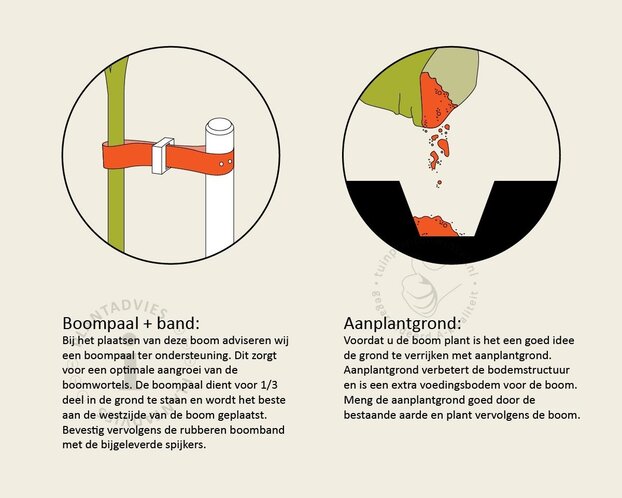 Lei-Amberboom - Small - pakket 2 stuks + EXTRA'S!