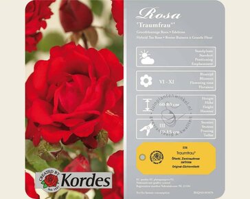 Rosa 'Traumfrau'