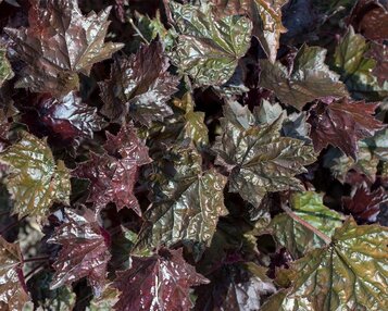 Heuchera micrantha 'Palace Purple' image