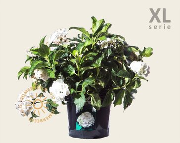 Hydrangea macrophylla 'Wit' - XL
