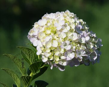 Hydrangea macrophylla 'Wit' - XL