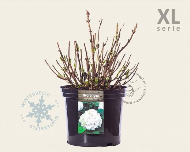 Hydrangea macrophylla 'Wit' - XL