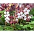 Geranium macrorrhizum 'Spessart'