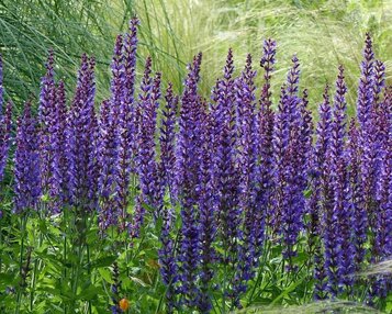 Salvia nemorosa 'Mainacht' image