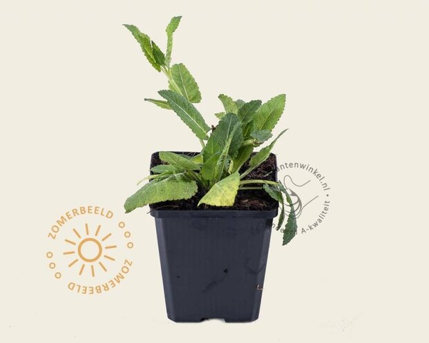 Salvia nemorosa 'Mainacht'