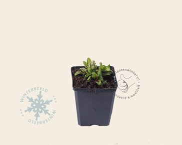 Salvia nemorosa 'Mainacht'