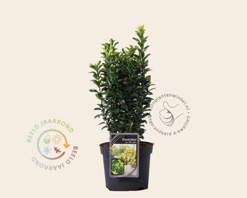 Euonymus japonicus 'Green Spire' image