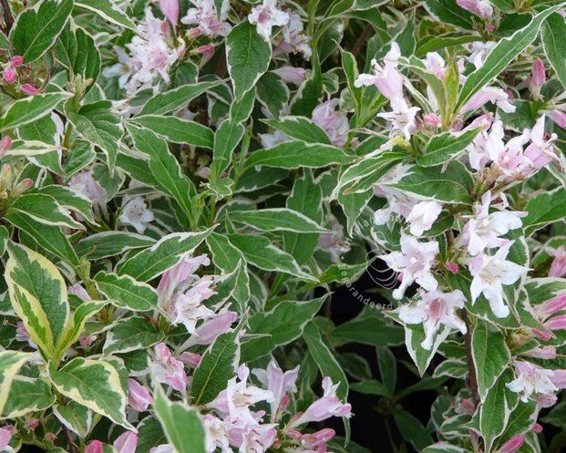 Weigela florida 'Nana Variegata' - XL