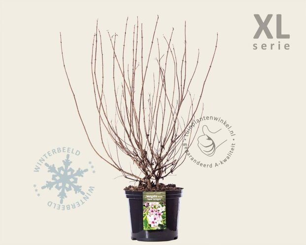 Weigela florida 'Nana Variegata' - XL