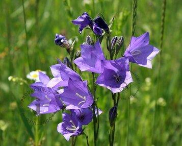Campanula persicifolia image