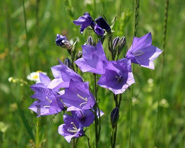 Campanula persicifolia