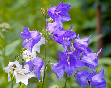 Campanula persicifolia