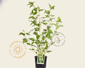 Hydrangea paniculata 'Kyushu' image