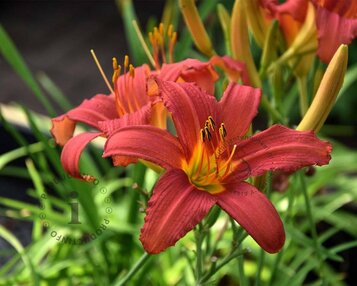 Hemerocallis 'Pink Damask' image