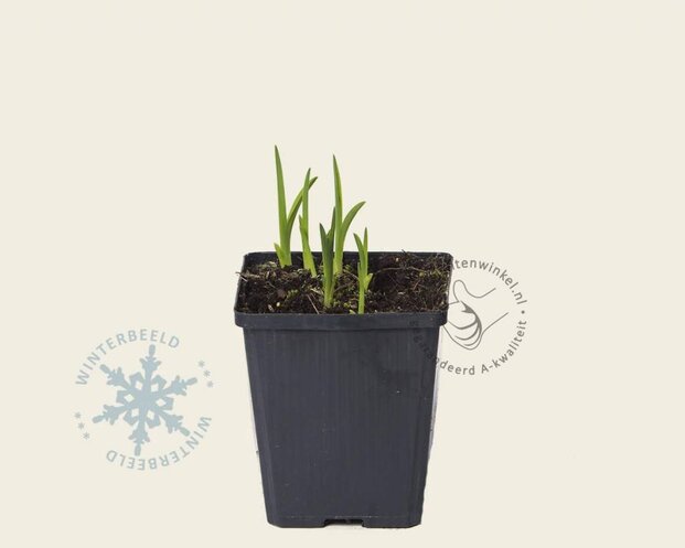 Hemerocallis 'Pink Damask'