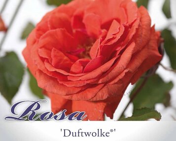 Rosa 'Duftwolke' image