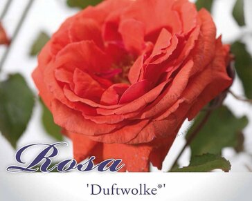 Rosa 'Duftwolke'