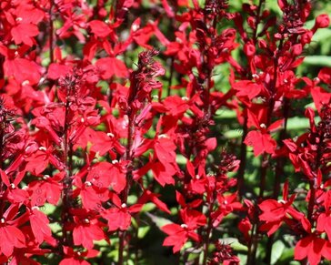 Lobelia fulgens 'Queen Victoria'