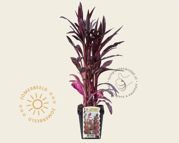 Lobelia fulgens 'Queen Victoria'