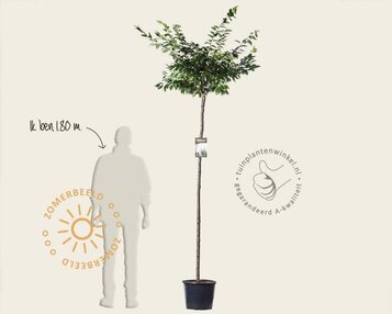 Prunus subhirtella 'Autumnalis Rosea' - 180 cm stam image