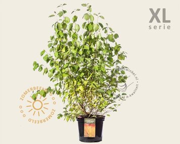 Cornus sanguinea 'Midwinter Fire' - XL image
