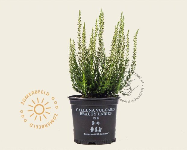 Calluna vulgaris 'Beauty Ladies Verenka' - Wit