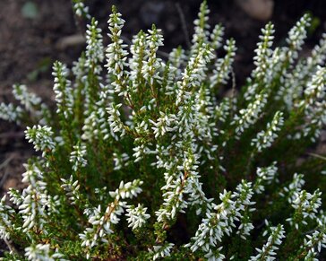 Calluna vulgaris 'Beauty Ladies Verenka' - Wit