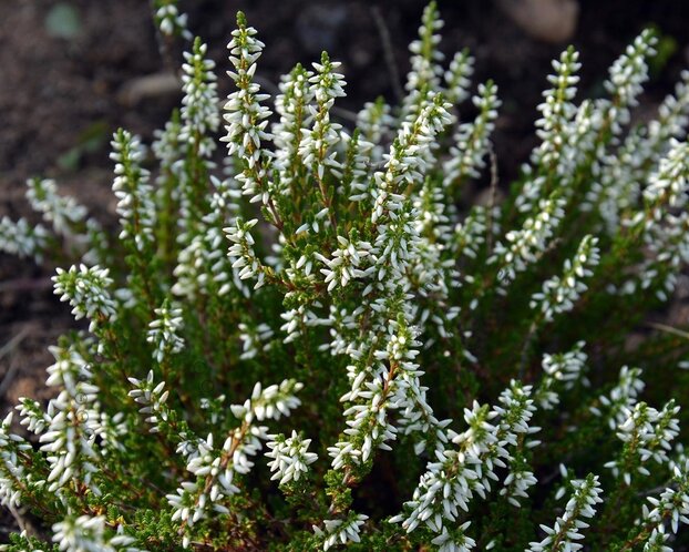 Calluna vulgaris 'Beauty Ladies Verenka' - Wit