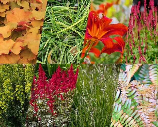 Borderpakket Aurantia schaduw-halfschaduw - (pakket 03)