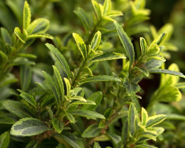Euonymus japonicus 'Microphyllus Aureovariegata'