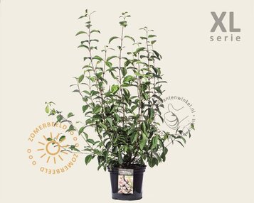 Viburnum bodnantense 'Dawn' - XL image