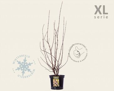 Viburnum bodnantense 'Dawn' - XL
