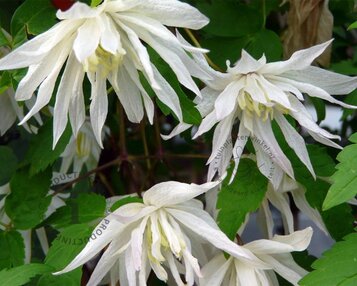 Clematis alpina 'Albina Plena' image