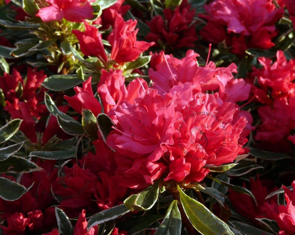 Rhododendron Azalea 'Hotshot Variegata' kopen | Japanse azalea