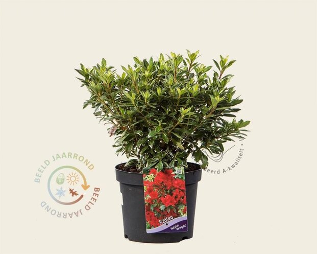 Rhododendron Azalea 'Hotshot Variegata'