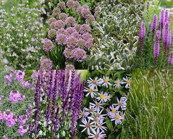 Borderpakket Caerulea zon-halfschaduw - (pakket 06) image