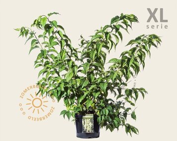 Stachyurus praecox - XL image