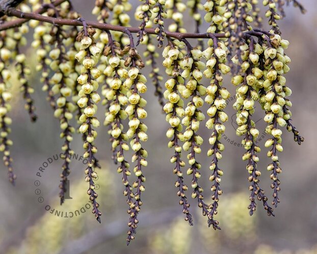 Stachyurus praecox - XL