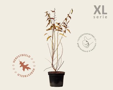 Stachyurus praecox - XL