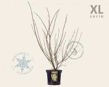 Stachyurus praecox - XL