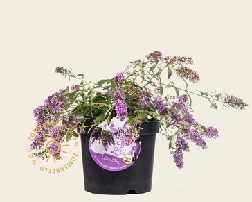 Buddleja davidii 'Lilac Chip'
