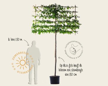 Lei-Parrotia - Basic - individueel geen extra's