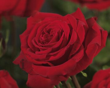 Rosa 'Robin Hood' image
