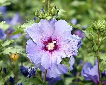 Hibiscus syriacus 'Oiseau Blue' - op stam