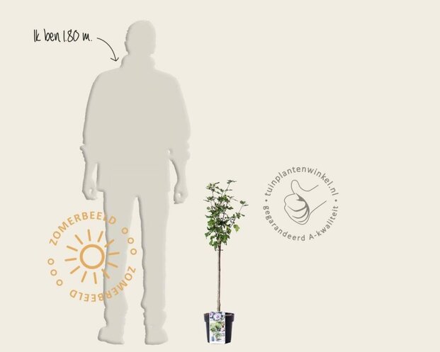 Hibiscus syriacus 'Oiseau Blue' - op stam