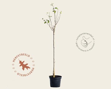 Hibiscus syriacus 'Oiseau Blue' - op stam