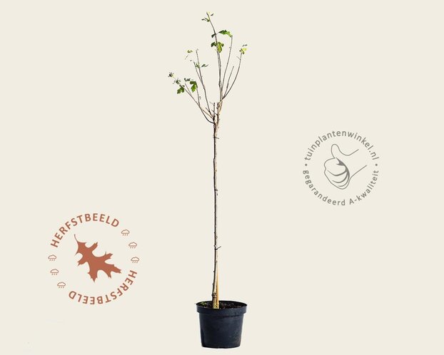 Hibiscus syriacus 'Oiseau Blue' - op stam