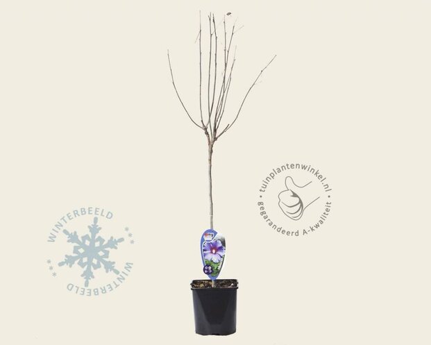 Hibiscus syriacus 'Oiseau Blue' - op stam