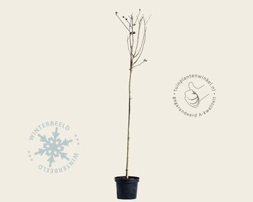 Hibiscus syriacus 'Oiseau Blue' - op stam