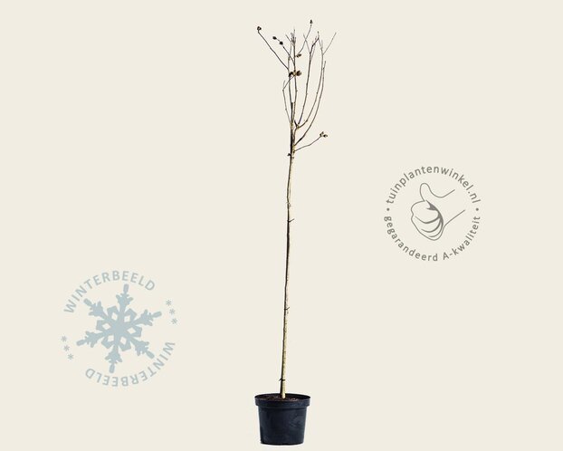 Hibiscus syriacus 'Oiseau Blue' - op stam